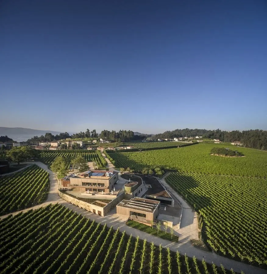 High-altitude vineyard at sunset